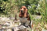 BASSET HOUND 154